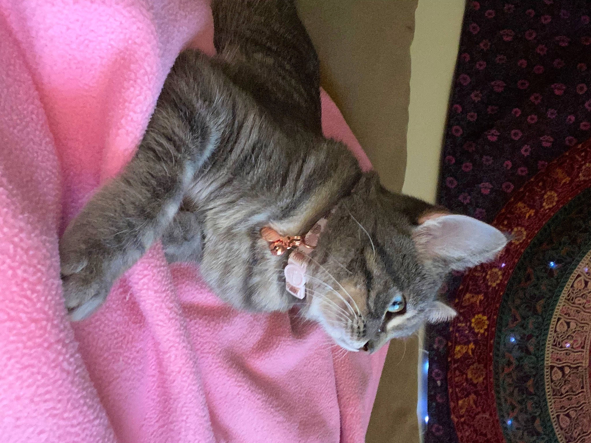 Juice is registered to the contest to win money with this photo: canidae, carnivore, cat, chartreux, claw, domestic_short_haired_cat, fawn, felidae, fur, human_leg, magenta, nap, paw, small_to_medium_sized_cats, snout, sporting_group, tail, tree, whiskers