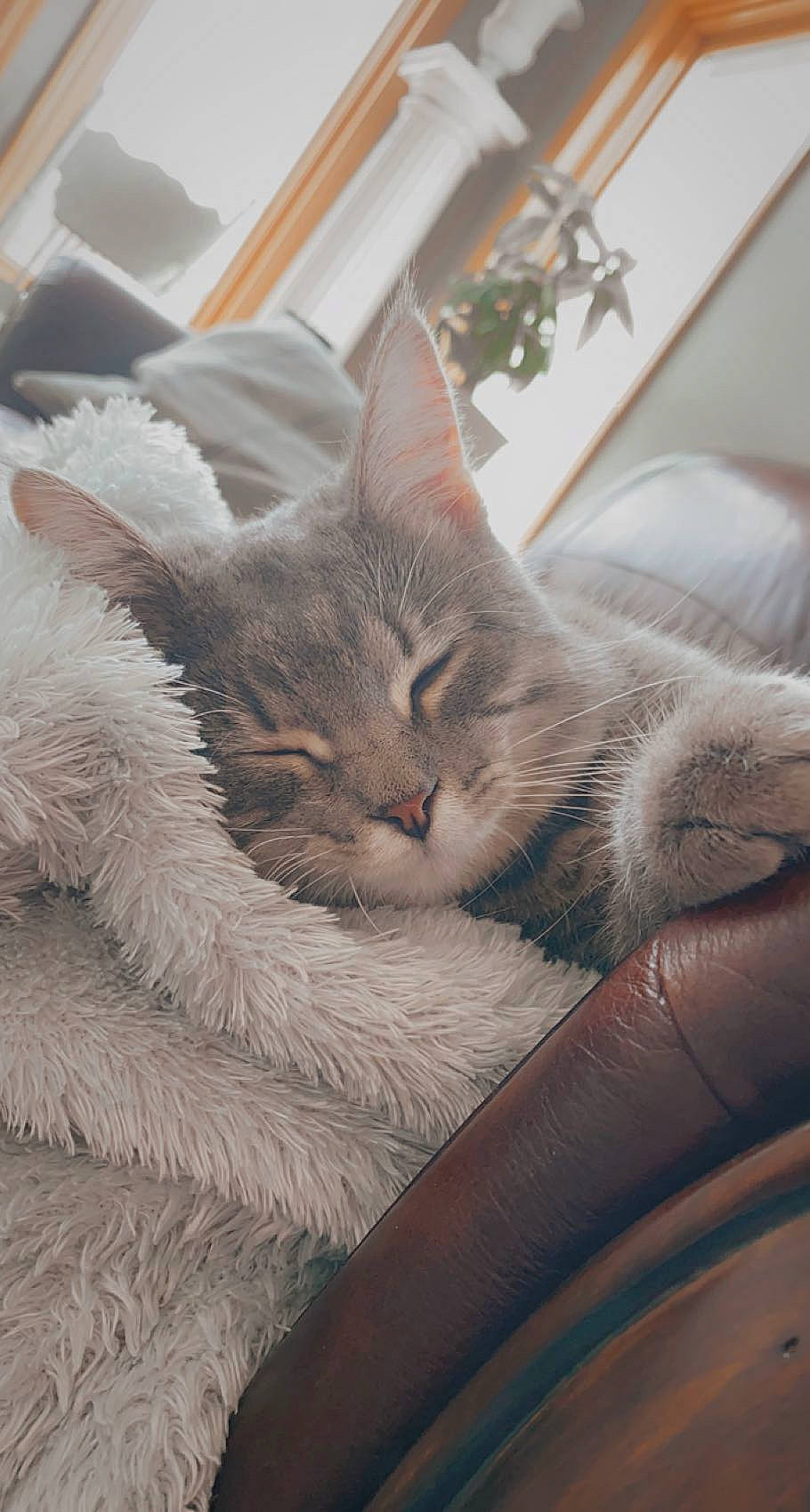 Juice is registered to the contest to win money with this photo: carnivore, cat, cat_bed, cat_supply, claw, comfort, couch, domestic_short_haired_cat, fawn, felidae, fur, nap, paw, picture_frame, plant, small_to_medium_sized_cats, snout, tail, whiskers, window