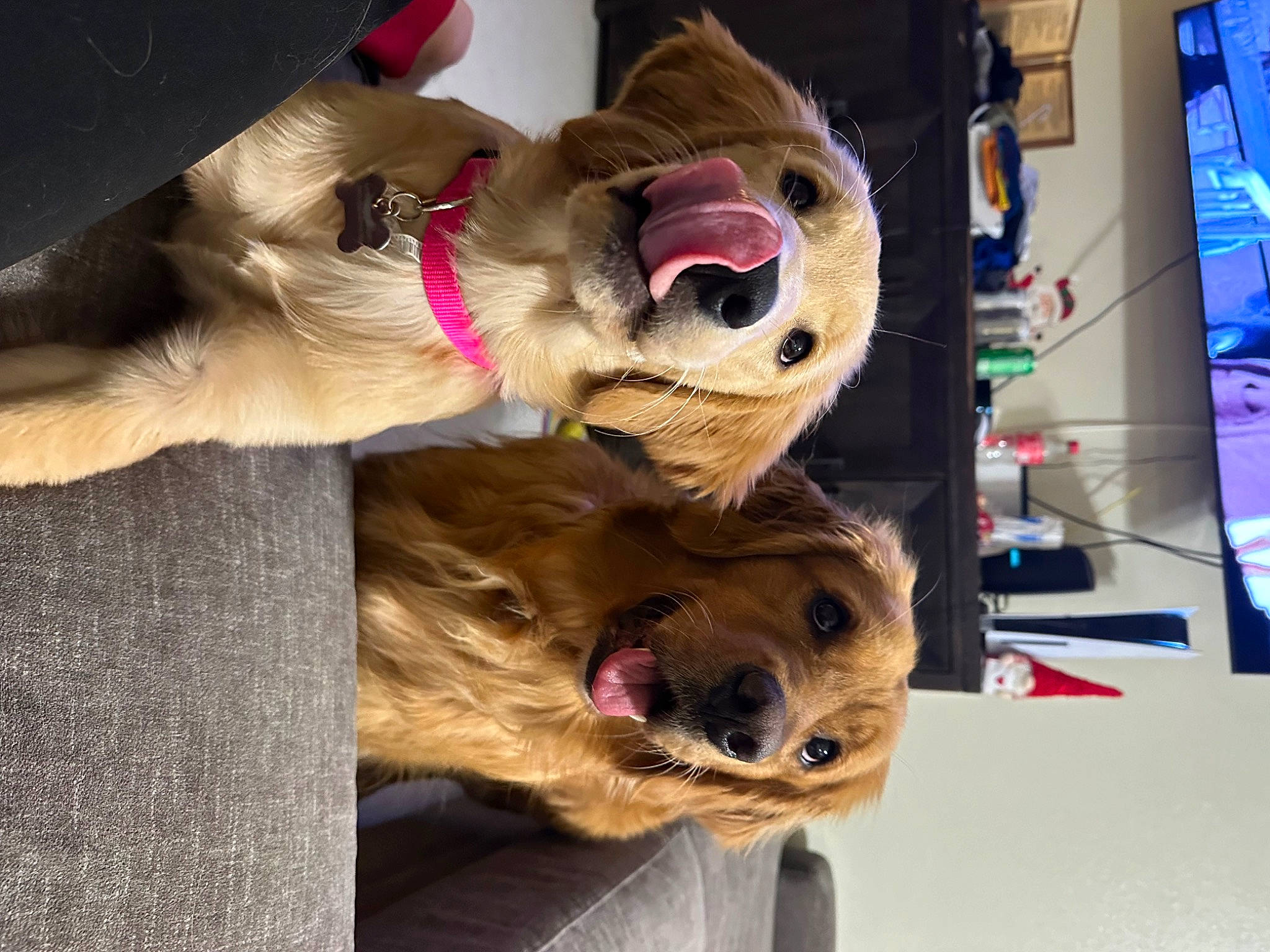 Skye And Nami is registered to the contest to win money with this photo: canidae, carnivore, collar, companion_dog, display_device, dog, dog_breed, dog_collar, dog_supply, fang, fawn, fur, leash, paw, selfie, smile, snout, sporting_group, whiskers, working_animal