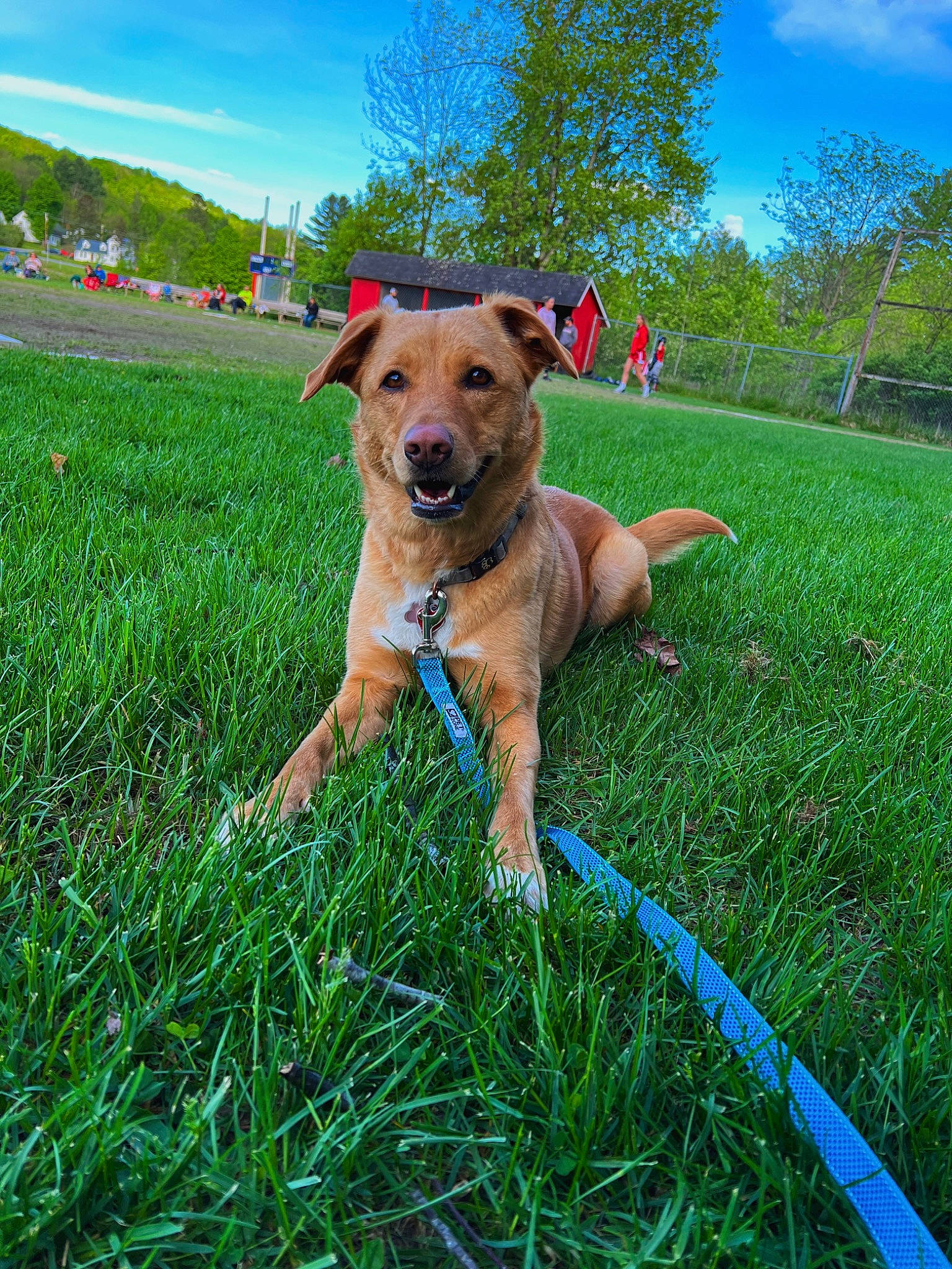 Gabby is registered to the contest to win money with this photo: ball, carnivore, cloud, collar, companion_dog, dog, dog_breed, dog_collar, fawn, grass, grassland, lawn, leash, meadow, plant, sky, snout, tail, tree, working_animal