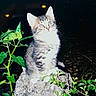 Babe joined the competition — help win amazing prizes! animal, blue_eyes, cat, closeup, curious, dark_background, feline, fur, kitten, leaf, nature, night, outdoor, pet, plant, rock, sitting, small, whiskers, young