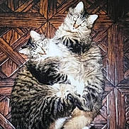 Babe joined the competition — help win amazing prizes! animal, cat, companions, cozy, cuddle, domestic_cat, ears, embrace, feline, floor, fluffy, fur, indoor, pattern, pets, resting, tabby, two_cats, whiskers, wooden_floor