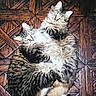 animal, cat, companions, cozy, cuddle, domestic_cat, ears, embrace, feline, floor, fluffy, fur, indoor, pattern, pets, resting, tabby, two_cats, whiskers, wooden_floor