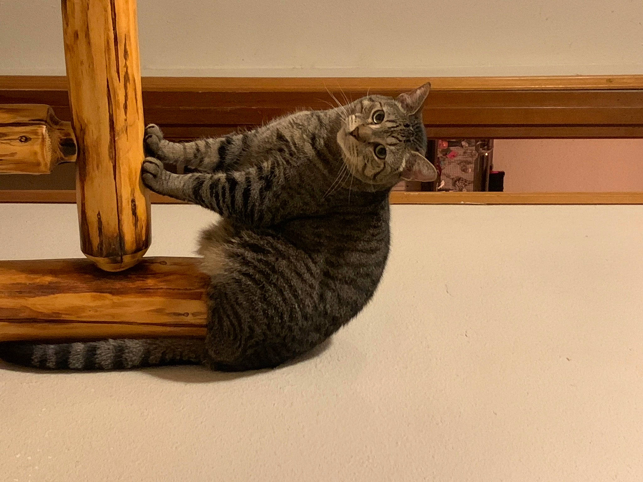 Callie is registered to the contest to win money with this photo: carnivore, cat, cat_supply, comfort, domestic_short_haired_cat, felidae, flooring, fur, hardwood, plywood, rectangle, room, sculpture, small_to_medium_sized_cats, tail, varnish, whiskers, window, wood, wood_stain