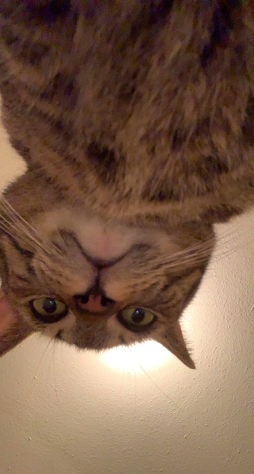 Callie joined the competition — help win amazing prizes! carnivore, cat, claw, comfort, domestic_short_haired_cat, eye, felidae, fur, gesture, nap, paw, plant, sleep, small_to_medium_sized_cats, snout, tail, terrestrial_animal, whiskers, wildlife, wood