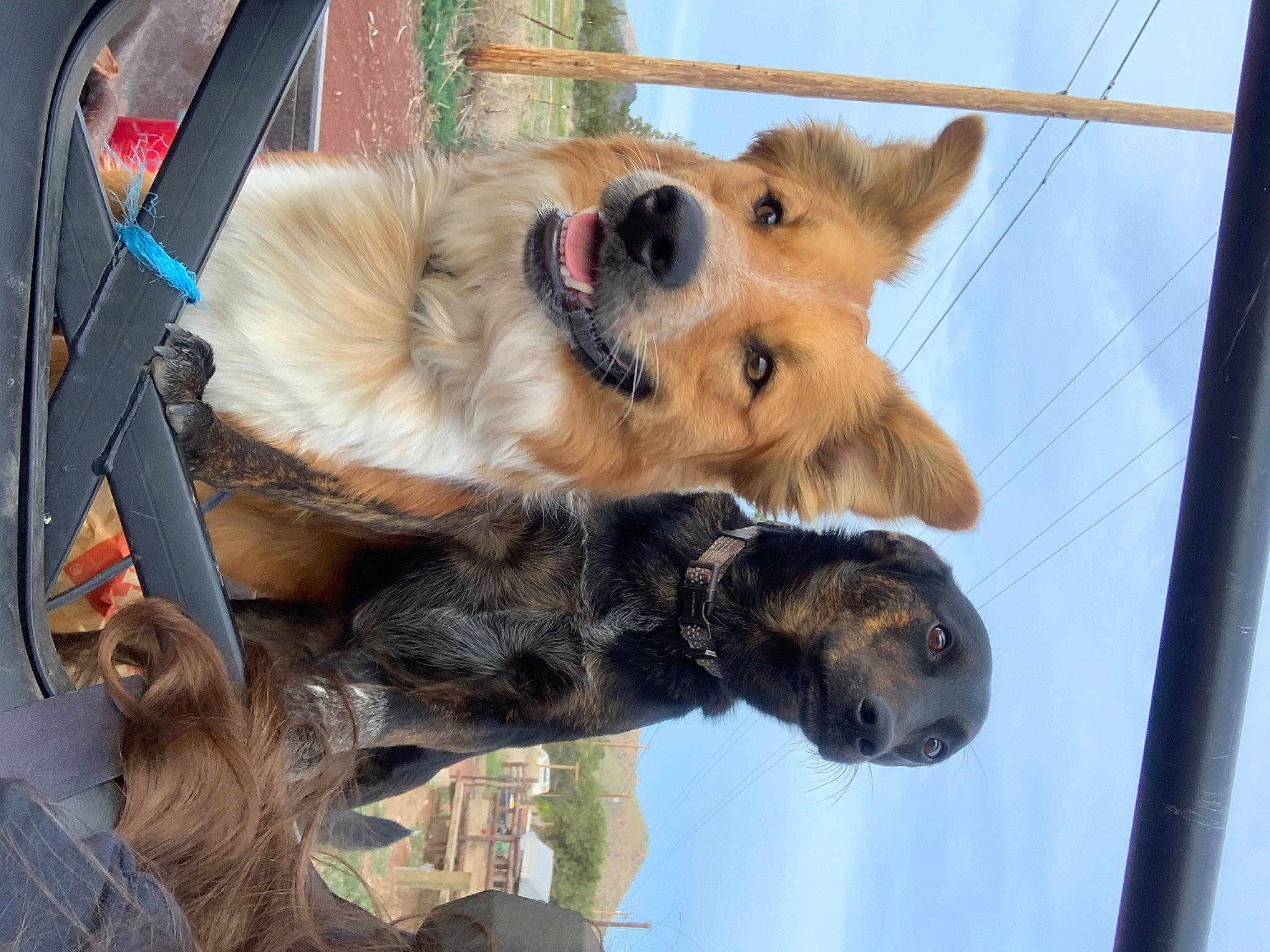 Remmie joined the competition — help win amazing prizes! ancient_dog_breeds, canidae, canis, carnivore, companion_dog, dog, dog_breed, dog_supply, fawn, fur, sky, snout, sporting_group, terrestrial_animal, vertebrate, wildlife, working_animal, working_dog