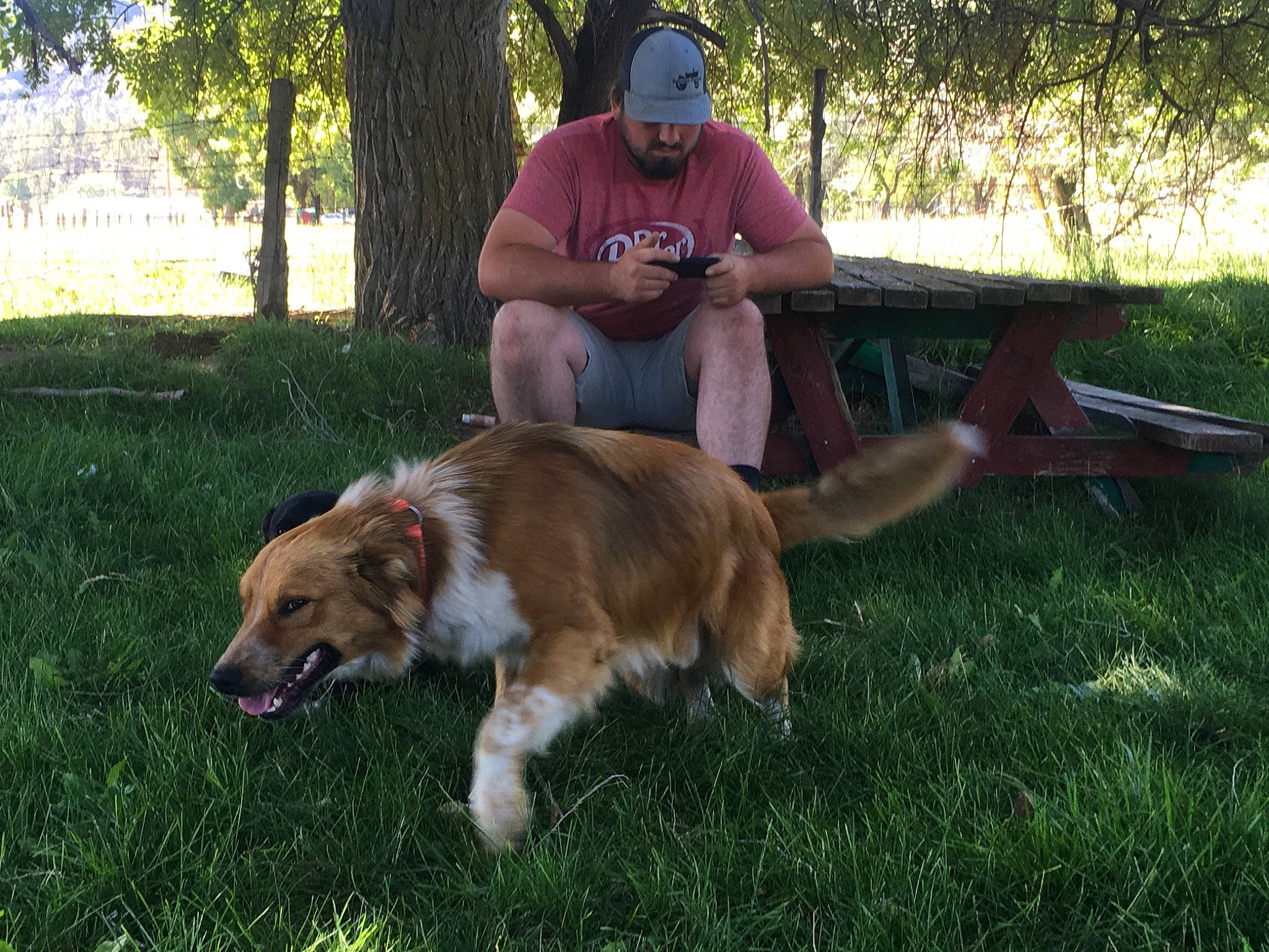 Remmie is registered to the contest to win money with this photo: canidae, carnivore, chair, collie, companion_dog, dog, dog_breed, fawn, grass, hat, herding_dog, plant, rough_collie, scotch_collie, sporting_group, t_shirt, tail, terrestrial_animal, tree, working_dog