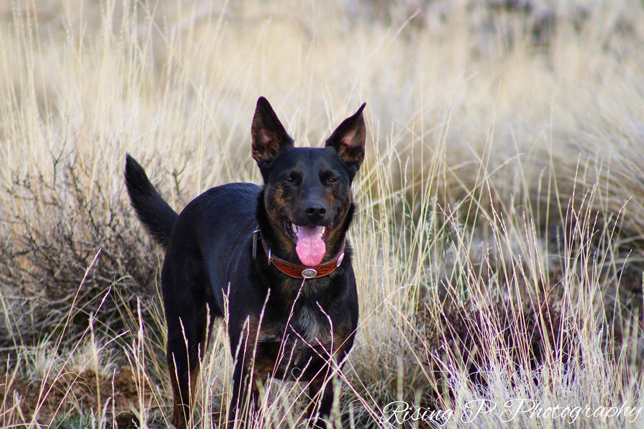 Whiskie is registered to the contest to win money with this photo: adventure, canidae, carnivore, dog, dog_breed, grass, grassland, guard_dog, herding_dog, hunting_dog, plant, sporting_group, terrestrial_animal, wildlife, working_animal, working_dog