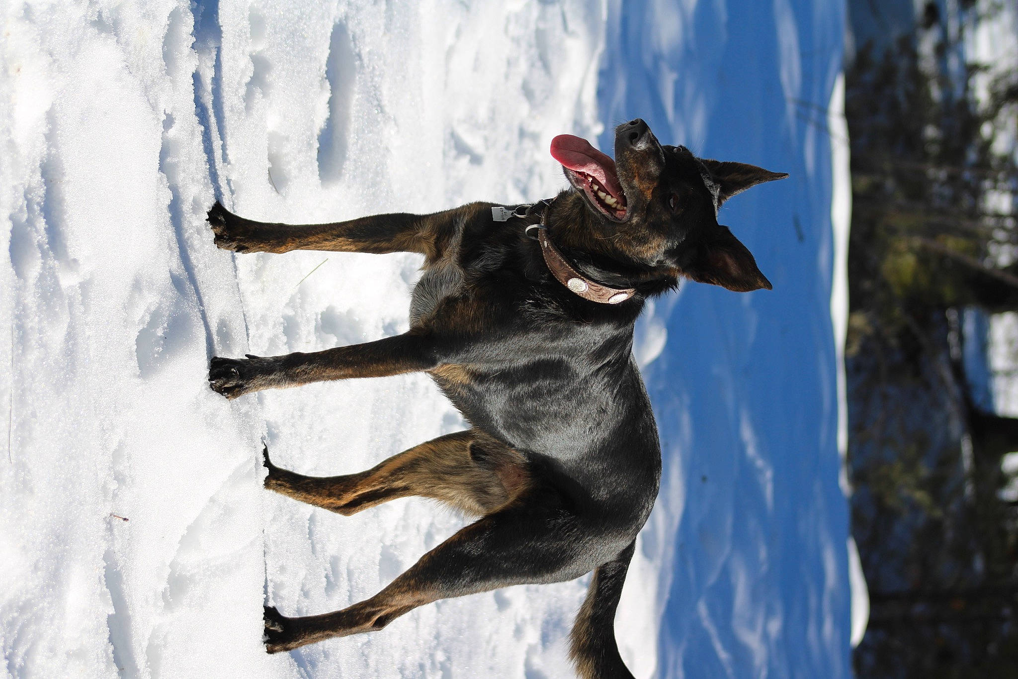 Whiskie is registered to the contest to win money with this photo: canidae, carnivore, collar, dog, dog_breed, dog_collar, dog_sports, dog_supply, fawn, freezing, recreation, sighthound, snout, snow, sporting_group, sports, tail, tree, winter, working_animal