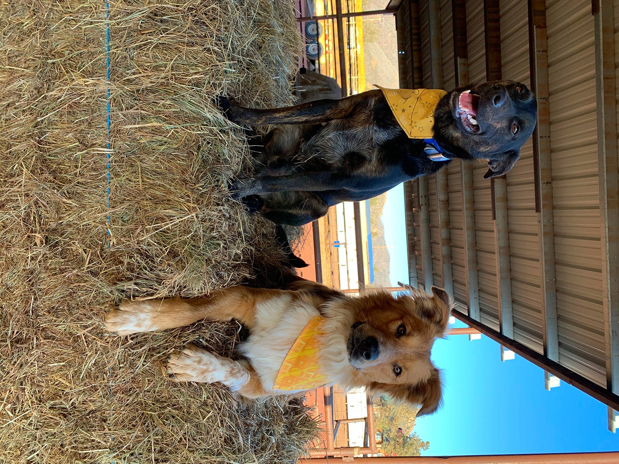 Whiskie joined the competition — help win amazing prizes! building, canidae, carnivore, dog_breed, electric_blue, fur, hat, hay, sculpture, smile, sporting_group, tree, window, wood, working_animal