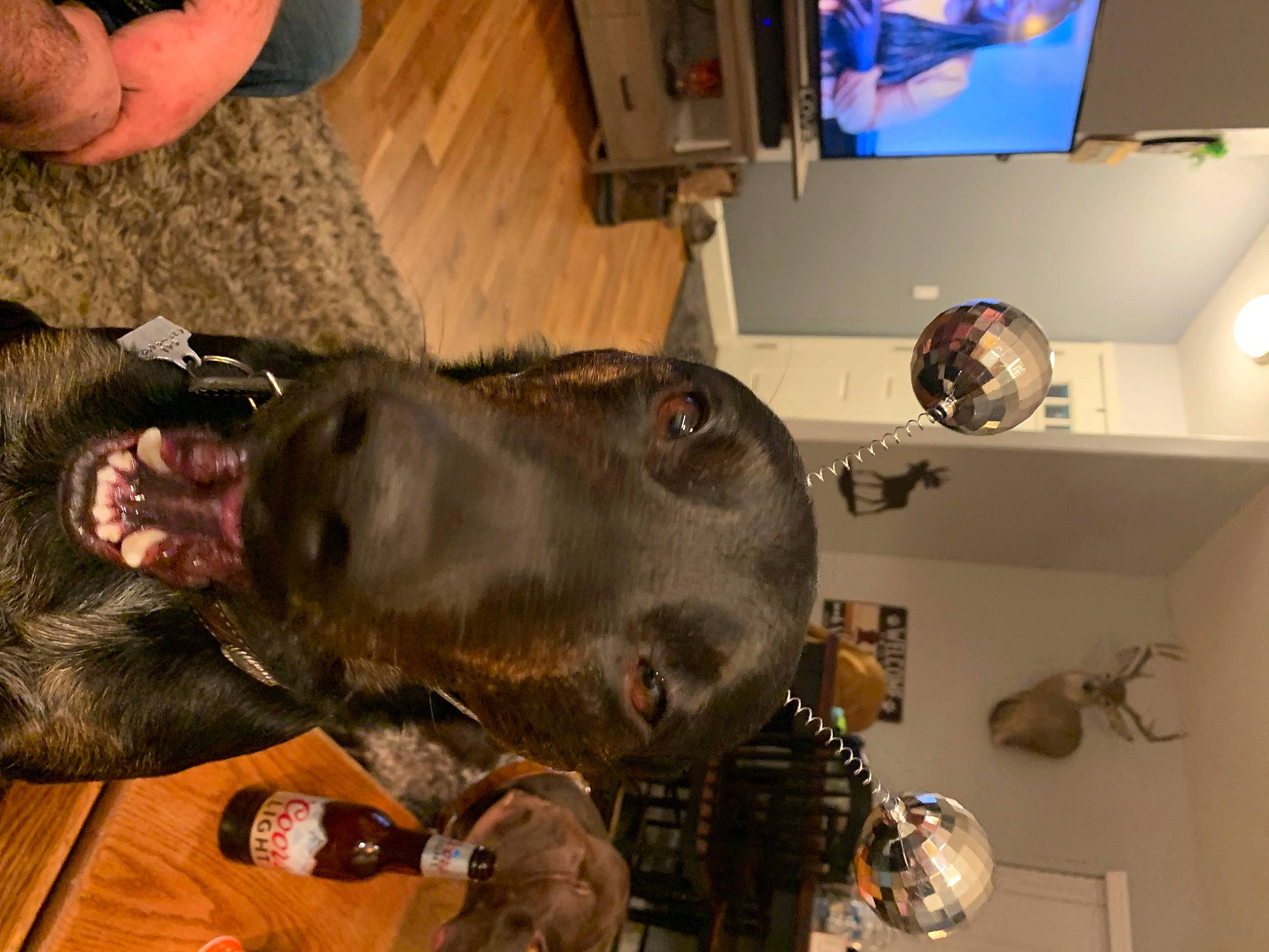 Whiskie joined the competition — help win amazing prizes! canidae, carnivore, collar, dog, dog_breed, ear, fun, fur, guard_dog, jaw, liver, machine, personal_protective_equipment, snout, sporting_group, television, working_animal