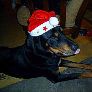 Wolf participe au concours pour gagner de l'argent avec cette photo :