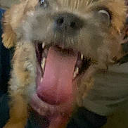Yorki is registered to the contest to win money with this photo: dog, tongue, close_up, blurry, mouth_open, pet, animal, fur, happy, playful, canine, paw, indoor, excited, cute, face, nose, ears, teeth, expression