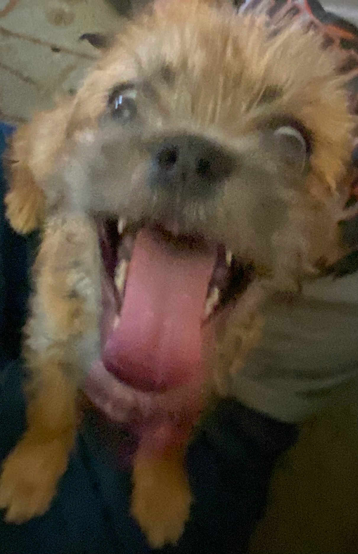 Yorki is registered to the contest to win money with this photo: dog, tongue, close_up, blurry, mouth_open, pet, animal, fur, happy, playful, canine, paw, indoor, excited, cute, face, nose, ears, teeth, expression