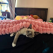 Coco joined the competition — help win amazing prizes! cat, kitten, pet, animal, portrait, bedroom, bed, blanket, pink_blanket, cozy, indoor, home, furniture, headboard, curtains, window, cat_tree, plush_toy, relaxed, playful