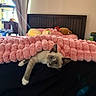 cat, kitten, pet, animal, portrait, bedroom, bed, blanket, pink_blanket, cozy, indoor, home, furniture, headboard, curtains, window, cat_tree, plush_toy, relaxed, playful