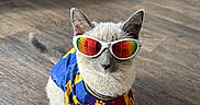 Coco is registered to the contest to win money with this photo: cat, pet, animal, sunglasses, costume, sportswear, colorful_clothing, fashion, standing, indoor, living_room, wooden_floor, sofa, blanket, portrait, funny, cute, fashionable, domestic_cat, full_body