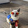cat, pet, animal, sunglasses, costume, sportswear, colorful_clothing, fashion, standing, indoor, living_room, wooden_floor, sofa, blanket, portrait, funny, cute, fashionable, domestic_cat, full_body