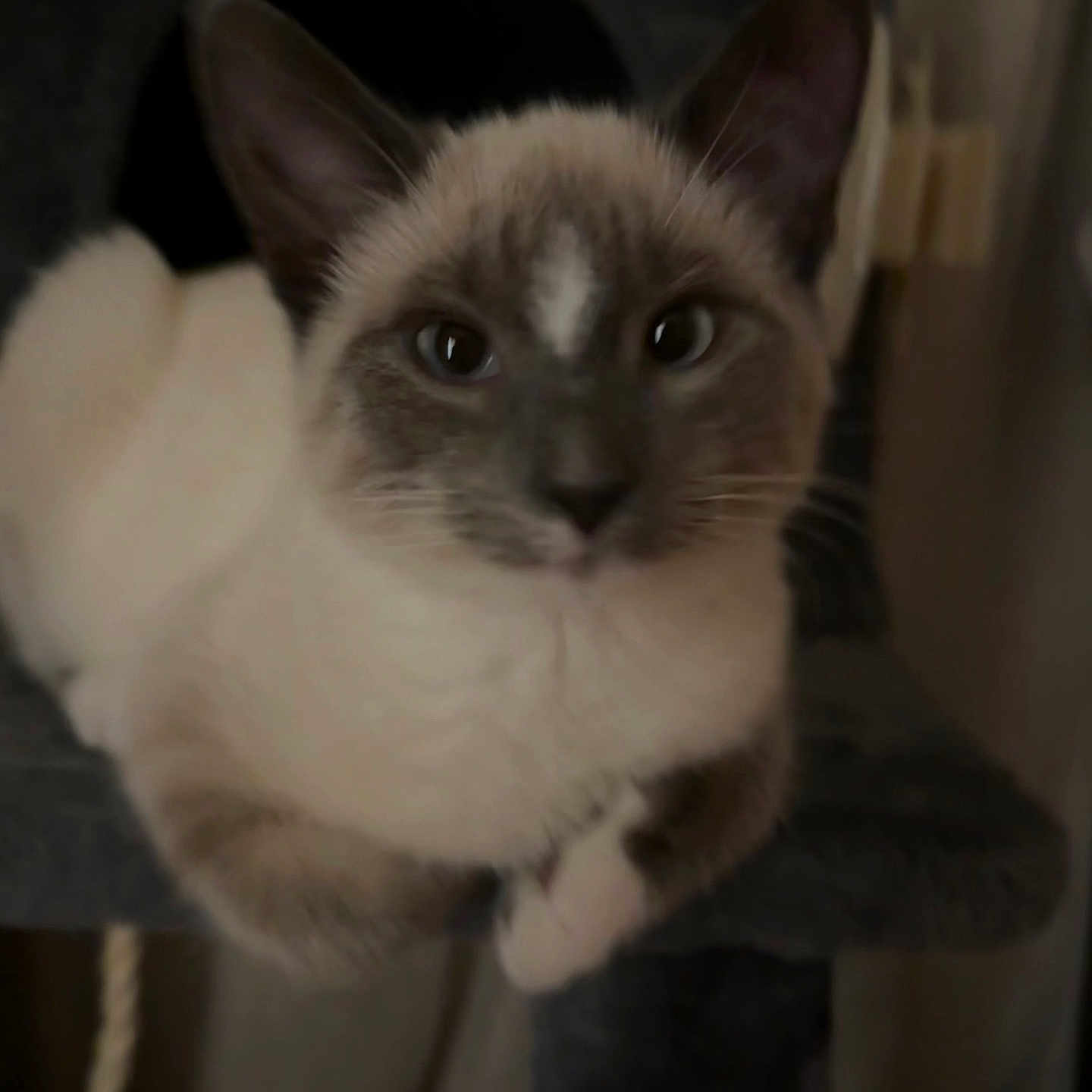 Coco