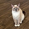 Coco is registered to the contest to win money with this photo: cat, siamese_cat, blue_eyes, pet, animal, feline, sitting, portrait, indoors, wooden_floor, floor, fur, cream_fur, dark_points, pointed_ears, tail, whiskers, looking_at_camera, symmetrical_pose, home