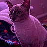 Coco is registered to the contest to win money with this photo: cat, sphynx_like, pet, animal, feline, standing, indoors, bedroom, blanket, toy, purple_lighting, portrait, close_up, large_ears, whiskers, short_hair, blue_eyes, cozy, dramatic_lighting, photography