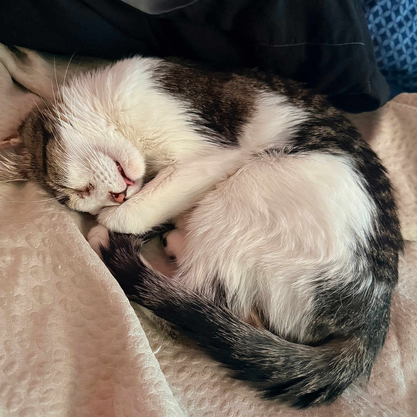 Soccs is registered to the contest to win money with this photo: blanket, cat, close_up, comfort, cozy, curled_up, cute, domestic_animal, feline, indoor, nap, pet, relaxation, resting, sleeping, soft, tabby, tail, whiskers, white_fur