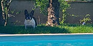 Nelly participe au concours pour gagner de l'argent avec cette photo : dog, french_bulldog, pet, pool, water, grass, tree, tree_trunk, wall, backyard, garden, sunlight, shadow, ears, snout, sitting, greenery, outdoor, summer, leisure