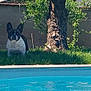 dog, french_bulldog, pet, pool, water, grass, tree, tree_trunk, wall, backyard, garden, sunlight, shadow, ears, snout, sitting, greenery, outdoor, summer, leisure