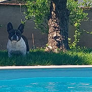 Nelly participe au concours pour gagner de l'argent avec cette photo : dog, french_bulldog, canine, pet, backyard, pool, water, grass, tree, tree_trunk, fence, garden, sunlight, shadow, sitting, portrait, outdoor, summer, greenery, blue_water
