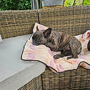 Boris a rejoint le concours — aidez-le/la à gagner de superbes lots ! dog, french_bulldog, brindle, sleeping, nap, cushion, blanket, wicker_sofa, patio, outdoor, potted_plant, plant, cozy, pet, paw, fur, head, ear, backyard, furniture
