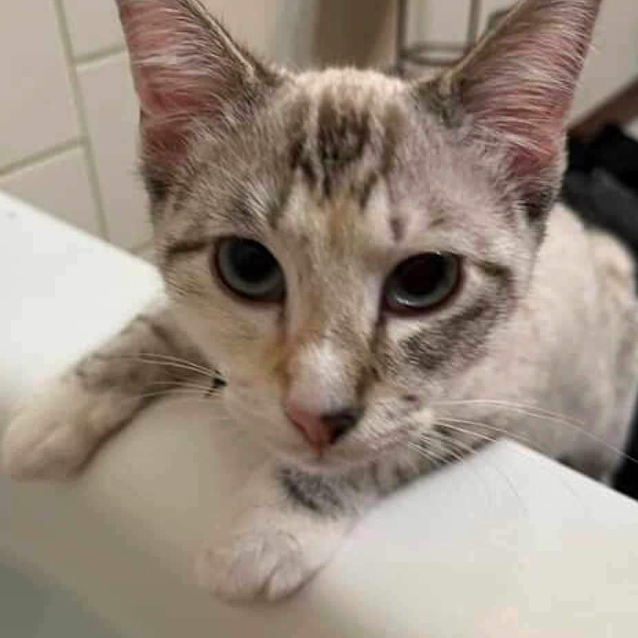 Derpy joined the competition — help win amazing prizes! animal, bathroom, cat, ceramic, close_up, curious, ears, eyes, face, fur, gray_fur, indoor, kitten, paws, pet, pink_nose, portrait, tabby, whiskers, white_fur