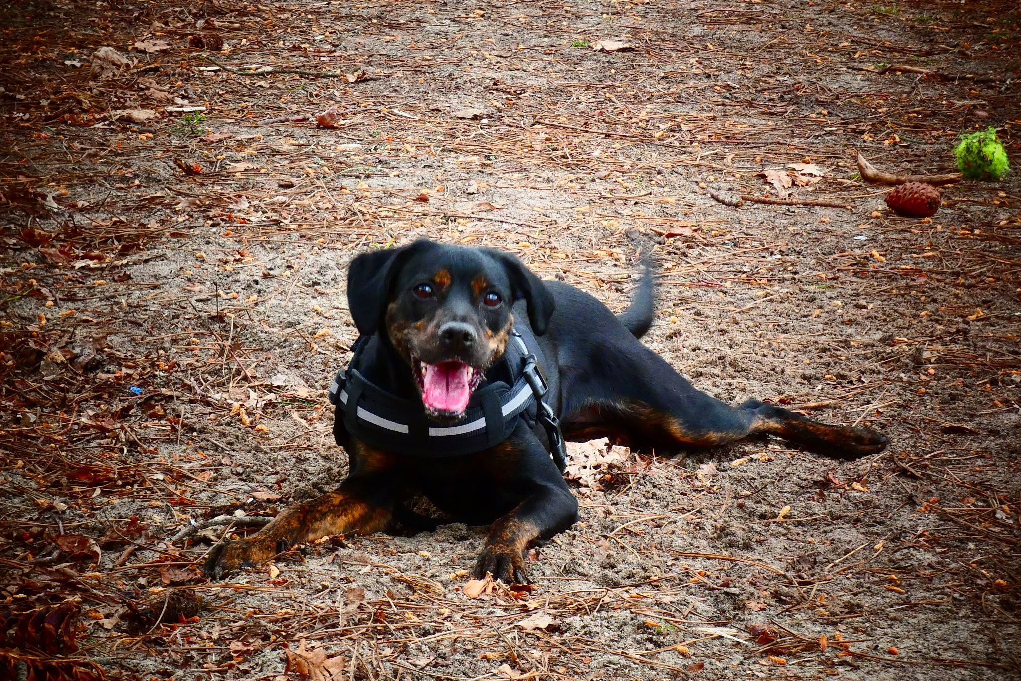 Reglisse a rejoint le concours — aidez-le/la à gagner de superbes lots ! asphalt, canidae, carnivore, collar, companion_dog, dog, dog_breed, electric_blue, fawn, grass, guard_dog, road_surface, shadow, soil, sporting_group, street_dog, tar, tints_and_shades, working_animal, working_dog