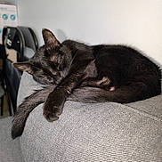 Lina participe au concours pour gagner de l'argent avec cette photo : black_cat, sleeping_cat, cat, pet, feline, indoor, couch, gray_couch, resting, tail, paw, fur, cozy, nap, domestic_animal, animal, chair, fabric, home, relaxation