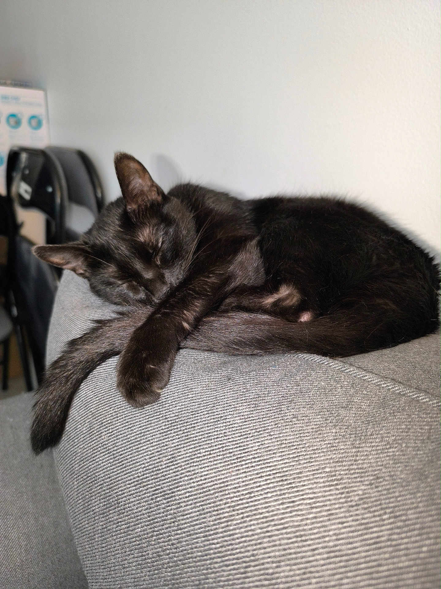 Lina participe au concours pour gagner de l'argent avec cette photo : black_cat, sleeping_cat, cat, pet, feline, indoor, couch, gray_couch, resting, tail, paw, fur, cozy, nap, domestic_animal, animal, chair, fabric, home, relaxation