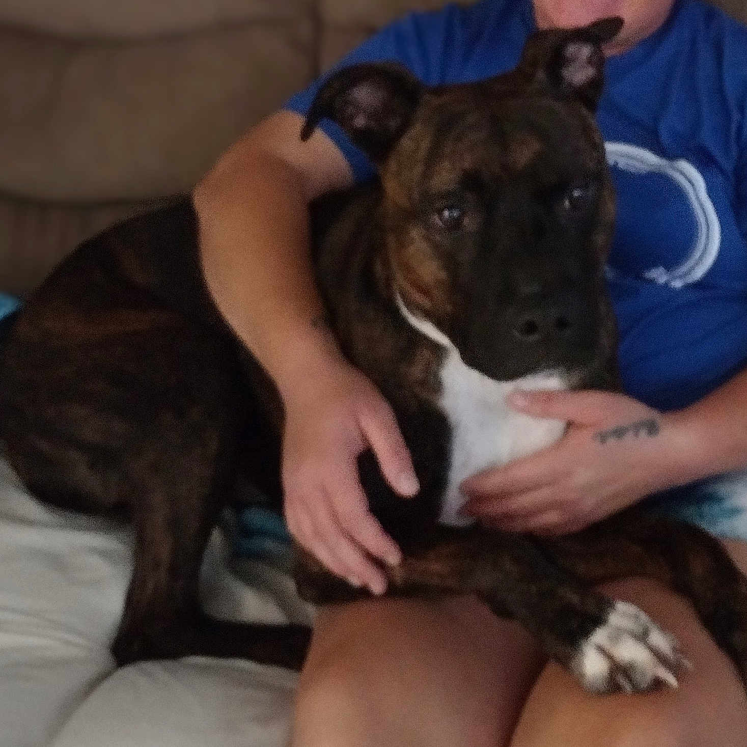 Debo is registered to the contest to win money with this photo: adult, animal, boxer, bulldog, canine, clothing, couch, dog, furniture, hound, male, man, person, pet, pitbull, puppy, shorts, skin, t_shirt, tattoo