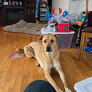 Luna Mae Campbell is registered to the contest to win money with this photo: dog, living_room, wooden_floor, holiday_decorations, gift_box, stockings, television, furniture, chair, plastic_container, pet_bed, calm, indoor, brown_dog, flooring, decor, home, person_knee, relaxed, christmas