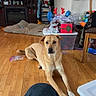 dog, living_room, wooden_floor, holiday_decorations, gift_box, stockings, television, furniture, chair, plastic_container, pet_bed, calm, indoor, brown_dog, flooring, decor, home, person_knee, relaxed, christmas