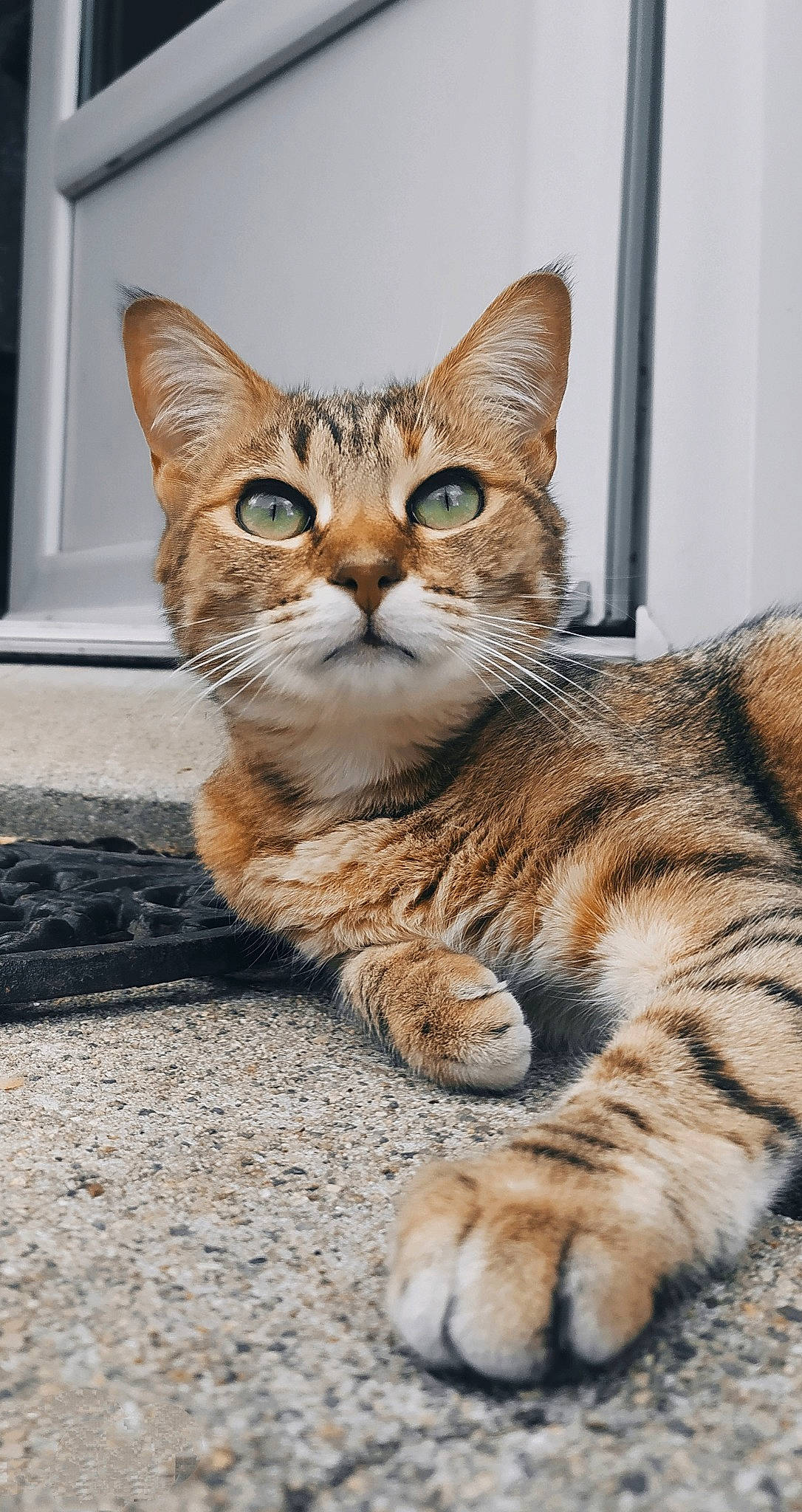 Juniorus a rejoint le concours — aidez-le/la à gagner de superbes lots ! carnivore, cat, claw, domestic_short_haired_cat, fawn, felidae, fur, paw, sitting, small_to_medium_sized_cats, snout, tail, terrestrial_animal, whiskers, wildlife