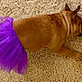 dog, brown_dog, tutu, purple_tutu, carpet, indoor, pet, relaxed, paw, ear, foot, blue_nail_polish, sandal, animal, furry, domestic_animal, lying_down, floor, home, cute