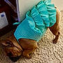 dog, brown_dog, carpet, turquoise_dress, clothing, indoor, pet, cute, small_dog, animal, furniture, floor, canine, ruffles, dress, paws, ears, tail, domestic, cozy