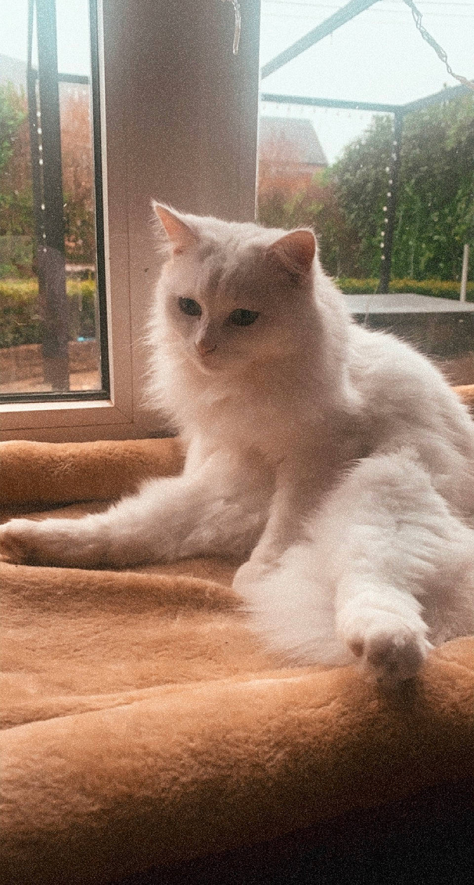 Malibu a rejoint le concours — aidez-le/la à gagner de superbes lots ! carnivore, cat, claw, comfort, domestic_short_haired_cat, fawn, felidae, flooring, fur, hardwood, iris, paw, sky, small_to_medium_sized_cats, snout, tail, terrestrial_animal, whiskers, window, wood