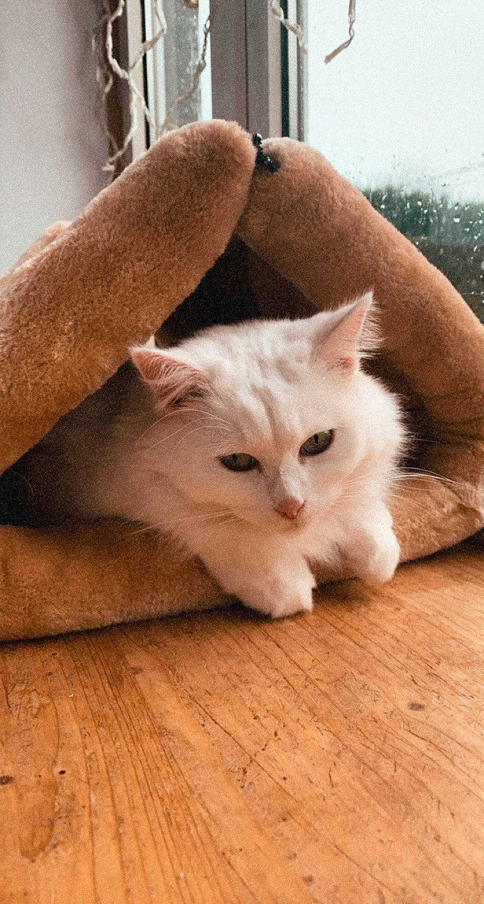 Malibu a rejoint le concours — aidez-le/la à gagner de superbes lots ! carnivore, cat, comfort, domestic_short_haired_cat, fawn, felidae, flooring, fur, hardwood, laminate_flooring, leg, mammal, paw, sitting, small_to_medium_sized_cats, tail, terrestrial_animal, whiskers, wood, wood_flooring