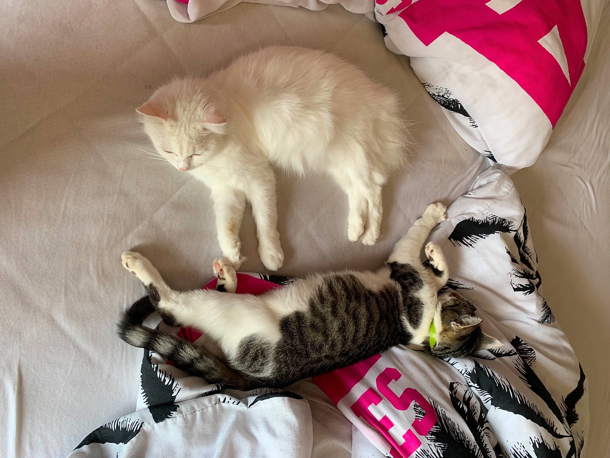 Malibu a rejoint le concours — aidez-le/la à gagner de superbes lots ! bag, box, carnivore, cat, cat_supply, comfort, domestic_short_haired_cat, fawn, felidae, fur, linens, mammal, paw, small_to_medium_sized_cats, snout, tail, textile, vertebrate, whiskers, white