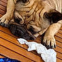 dog, pug, sleeping, wooden_table, tissue, paw, wrinkles, brown_fur, person, arm, casual, resting, close_up, pet, animal, indoor, relaxed, nails, snout, face