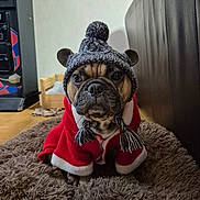 Ramsès a rejoint le concours — aidez-le/la à gagner de superbes lots ! dog, french_bulldog, hat, knitted_hat, red_coat, tassels, rug, indoor, pet, animal, cute, winter_clothing, brown, black, ears, face, floor, furniture, cozy, portrait