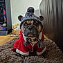 dog, french_bulldog, hat, knitted_hat, red_coat, tassels, rug, indoor, pet, animal, cute, winter_clothing, brown, black, ears, face, floor, furniture, cozy, portrait
