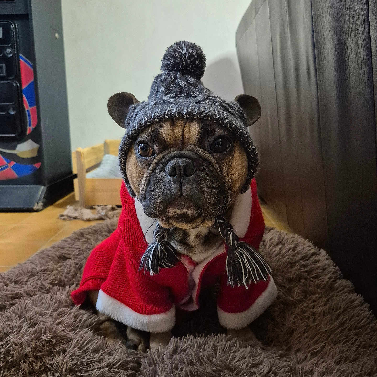 Ramsès a rejoint le concours — aidez-le/la à gagner de superbes lots ! animal, black, brown, cozy, cute, dog, ears, face, floor, french_bulldog, furniture, hat, indoor, knitted_hat, pet, portrait, red_coat, rug, tassels, winter_clothing