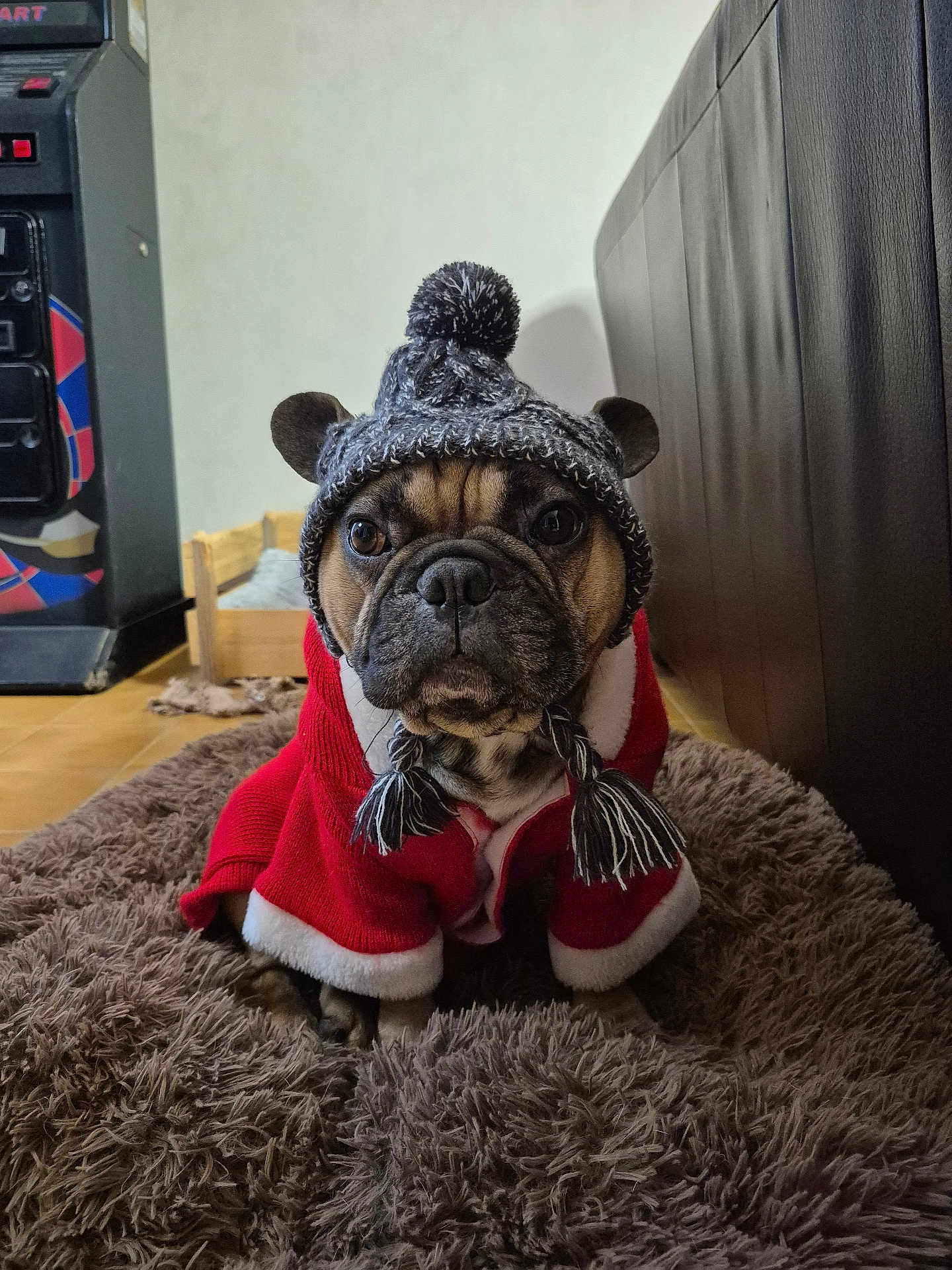 Ramsès a rejoint le concours — aidez-le/la à gagner de superbes lots ! dog, french_bulldog, hat, knitted_hat, red_coat, tassels, rug, indoor, pet, animal, cute, winter_clothing, brown, black, ears, face, floor, furniture, cozy, portrait