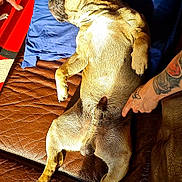 Ramsès a rejoint le concours — aidez-le/la à gagner de superbes lots ! animal, blue_pillow, couch, dog, floor, french_bulldog, fur, hand, indoor, leather, paw, pet, pointing, red_rug, relaxed, second_dog, sprawled, sunlight, tattoo, watching