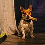 animal, broom, chew_stick, collar, curtain, cute, dog, domestic, ears, floor, indoor, light, muzzle, obedient, pet, shadow, sitting, tongue, tricolor, wooden_floor